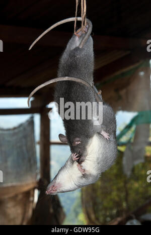 L'immagine di ratti come cibo per slae nel mercato Kohima, Nagaland, India Foto Stock