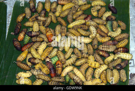 L'immagine di Naga cibo worm nel mercato Kohima, Nagaland, India Foto Stock