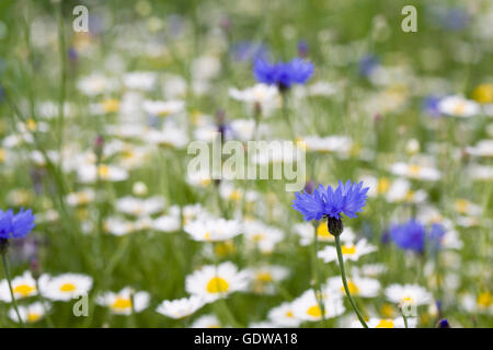 Fiordaliso in un prato di fiori selvaggi. Foto Stock