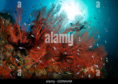 Piccola, luminosa i pesci nuotano al di sopra di un sano reef di Raja Ampat, Indonesia. Questa regione porti molto alta biodiversità marina. Foto Stock