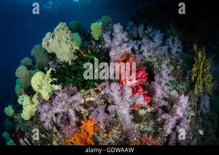 La vibrante coralli molli e altri invertebrati prosperano su una sana e tropical Coral reef in Raja Ampat, Indonesia. Foto Stock