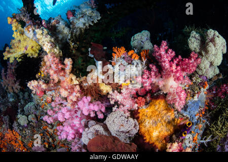 La vibrante coralli molli e altri invertebrati prosperano su una sana e tropical Coral reef in Raja Ampat, Indonesia. Foto Stock