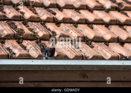 Gattini su un tetto Foto Stock