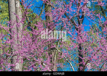 Albero di Redbud orientale al Mercer Arboretum e giardini botanici a Spring, Texas. Foto Stock