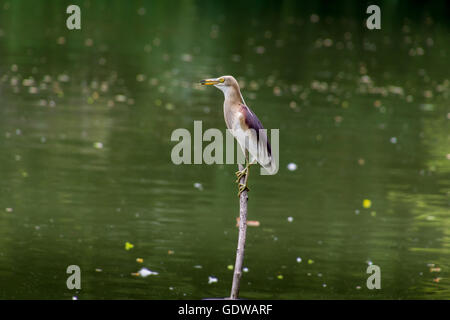 Indian pond heron (Ardeola grayii) arroccato su uno stelo in prossimità di un lago Foto Stock