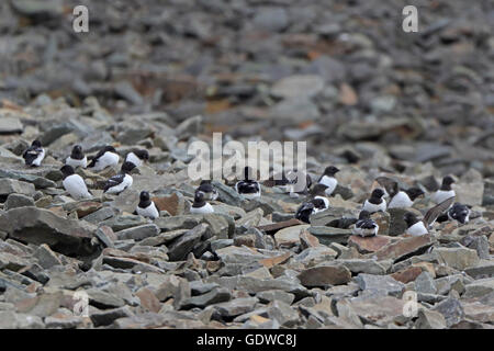 Gruppo di poco Auks Sul ghiaione montagna rivestita Foto Stock