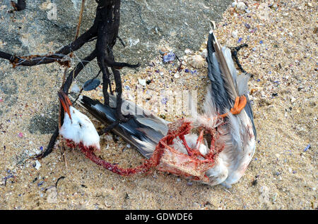 Gabbiano morto aggrovigliato nelle alghe marine e la pesca linea sulla spiaggia Foto Stock