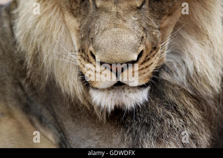 Metà inferiore di una faccia lions presi in Sud Africa Foto Stock