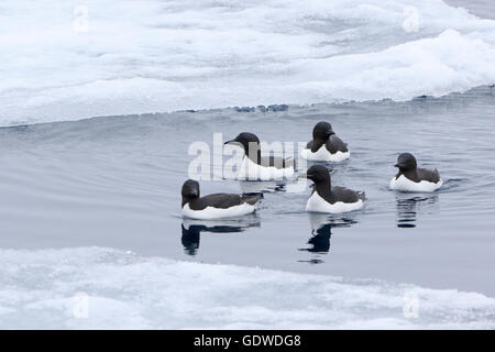 Brunnich's Guillemots nuoto in ghiaccio Foto Stock