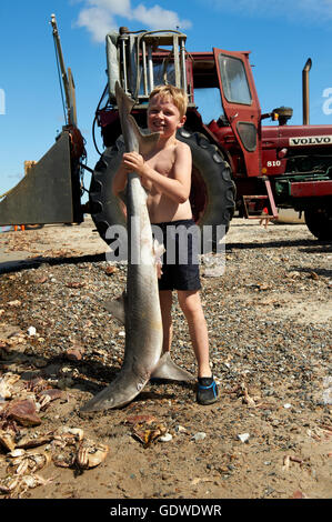 8 anno vecchio ragazzo tenendo un dead Smeriglio Squalo sulla spiaggia, catturati nella rete da pesca in mare Foto Stock