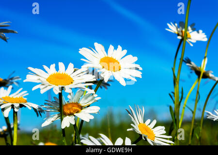 Margherite bianche sul cielo blu sullo sfondo. Bellissimo paesaggio con margherite sotto la luce diretta del sole. Campo estivo di fiori bianchi. Foto Stock