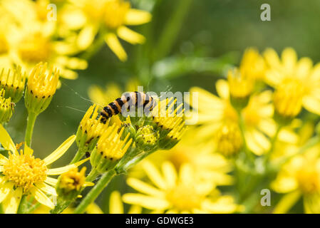 Il nero e giallo rosso cinabro moth caterpillar sulla sua pianta alimentare erba tossica Foto Stock