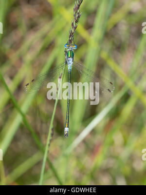 Maschio damselfly smeraldo (Lestes sponsa) nel Surrey, Inghilterra Foto Stock