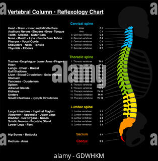 La riflessologia grafico - scheletro umano con la descrizione accurata di corrispondenti organi interni e le parti del corpo. Foto Stock