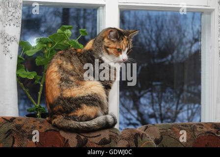 Gatto seduto sul retro del divano vicino alla finestra Foto Stock