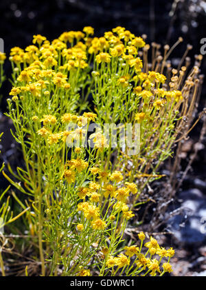 Hymenopappus filifolius; Asteraceae; girasole famiglia; fanciulla polverosi; fiori selvatici in fiore, Central Colorado, STATI UNITI D'AMERICA Foto Stock