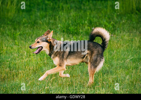 Razza mista di medie dimensioni Cane su tre zampe e giocare all'aperto in estate l'erba. Esecuzione di Happy dog Foto Stock