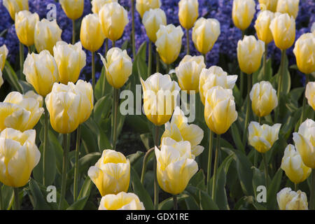 Tulipani gialli in Britzer Garten, Berlino, Germania, 2014 Foto Stock