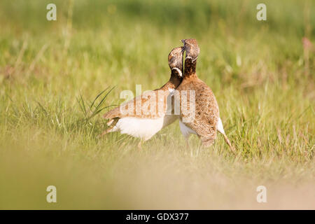 Gallina prataiola (Tetrax tetrax), due maschi di lotta contro il territorio. Provincia di Lleida. La Catalogna. Spagna. Foto Stock