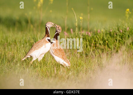 Gallina prataiola (Tetrax tetrax), due maschi di lotta contro il territorio. Provincia di Lleida. La Catalogna. Spagna. Foto Stock