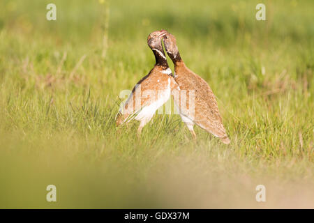 Gallina prataiola (Tetrax tetrax), due maschi di lotta contro il territorio. Provincia di Lleida. La Catalogna. Spagna. Foto Stock