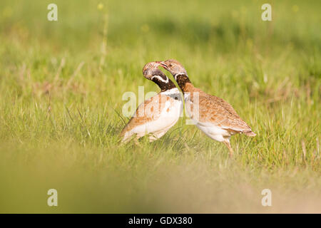 Gallina prataiola (Tetrax tetrax), due maschi di lotta contro il territorio. Provincia di Lleida. La Catalogna. Spagna. Foto Stock