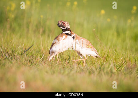 Gallina prataiola (Tetrax tetrax), due maschi di lotta contro il territorio. Provincia di Lleida. La Catalogna. Spagna. Foto Stock