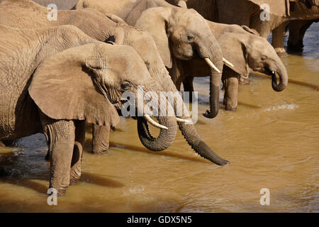 Branco di elefanti di bere da Ewaso () Uaso Nyiro, Samburu, Kenya Foto Stock