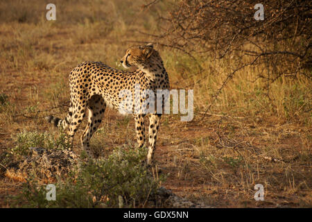 Ghepardo affamato, Samburu Game Reserve, Kenya Foto Stock