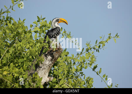 Giallo orientale-fatturati hornbill, Samburu Game Reserve, Kenya Foto Stock