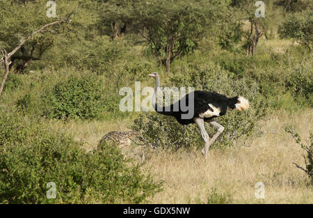 Maschio struzzo somalo con i capretti la prole, Samburu Game Reserve, Kenya Foto Stock