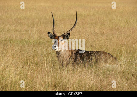 Voce maschile Defassa waterbuck in appoggio in erba, Masai Mara, Kenya Foto Stock