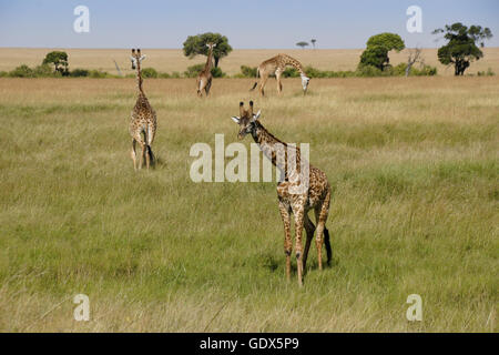 Masai giraffe sulla savana Masai Mara, Kenya Foto Stock