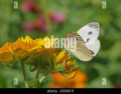 Cavolo bianco farfalla su fiore giallo Foto Stock