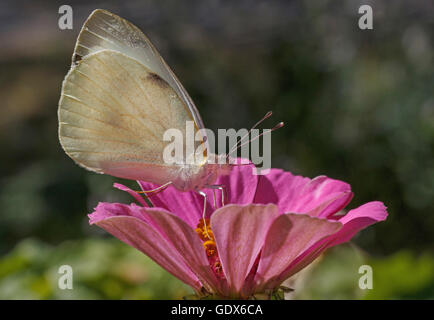 Cavolo bianco farfalla sulla rosa zinnia fiore Foto Stock