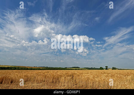 Vista sopra il terreno coltivabile del Lincolnshire Wolds,UK, in estate Foto Stock