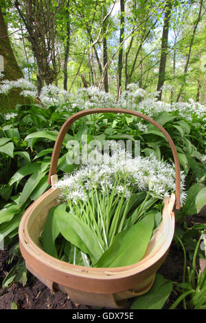 Allium ursinum. Rovistando aglio selvatico in un bosco inglese in primavera - Maggio, REGNO UNITO Foto Stock