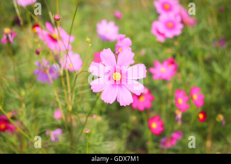 Cosmo fiore in giardino Foto Stock