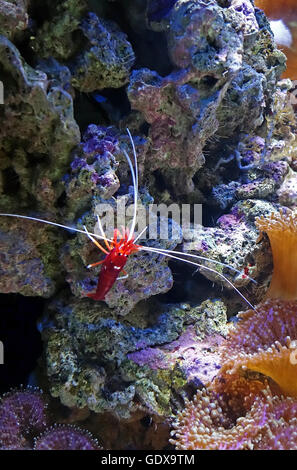 Da solo il sangue rosso fuoco pulitore (gamberetti Lysmata debelius) con puntini bianchi sulla roccia in Lisbon Oceanarium Portogallo. Foto Stock