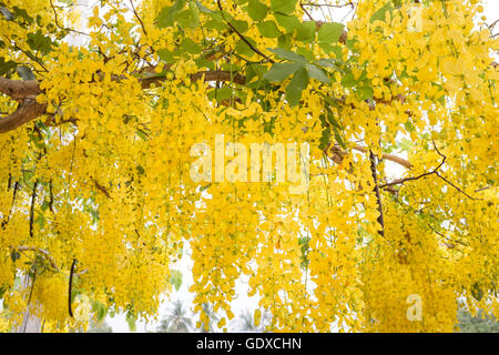 Cassia fistola fiore Foto Stock
