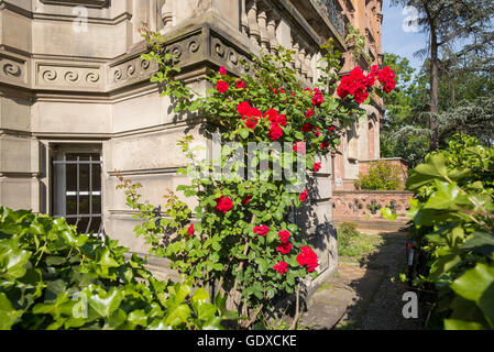 Rosebush con fioritura di rose rosse fiori, Strasburgo, Alsazia, Francia, Europa Foto Stock