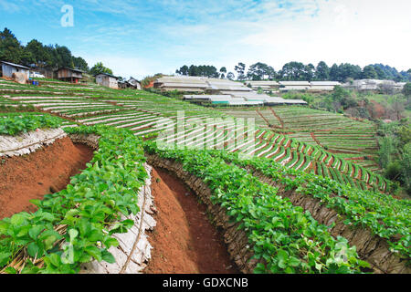 La piantagione di fragole in Doi Angkhang montagna, Chiang Mai Thailandia Foto Stock