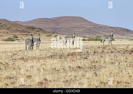 Hartmann di zebre di montagna Foto Stock