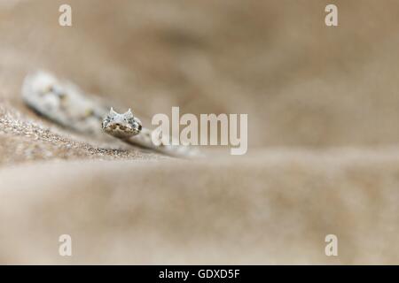 Vipera cornuta Foto Stock