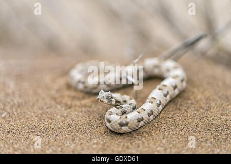 Vipera cornuta Foto Stock