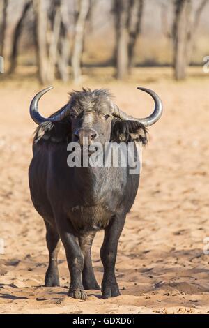 bufalo del capo Foto Stock