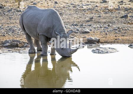 rinoceronte nero Foto Stock