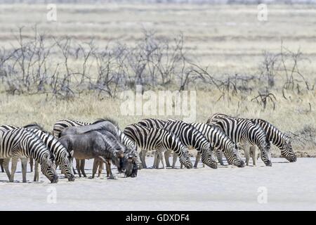 zebre di pianura Foto Stock