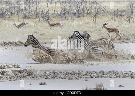 zebre di pianura Foto Stock