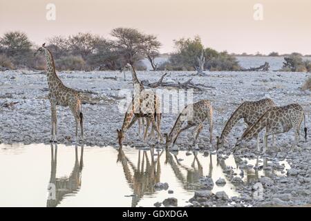 Giraffe di Angola Foto Stock